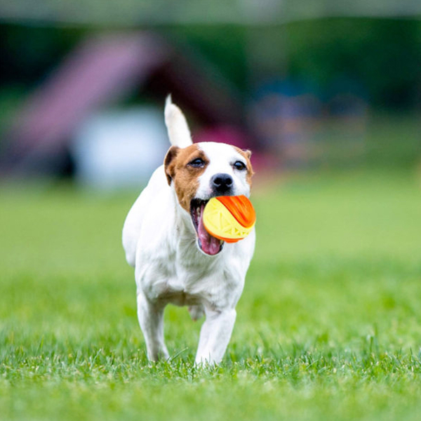 3023 Skipdawg Köpek Oyun Topu