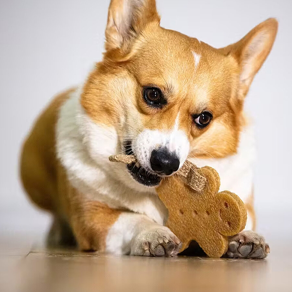 6041 Gum Gum Peynir Şekilli Köpek Oyuncağı