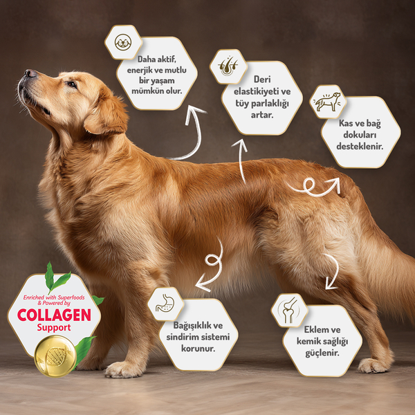 Felicia 15 Kg Kolajenli Somonlu Az Tahıllı M/Large Yetişkin Köpek Maması Breed HypoAllergenic Köpek Maması